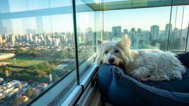 Westie with Separation Anxiety sat relaxing on a cushion looking out the window.