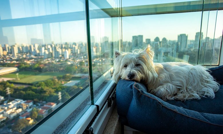 Westie with Separation Anxiety sat relaxing on a cushion looking out the window.
