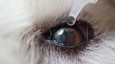 dog eyedropper