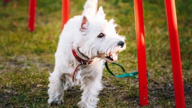 Westie training