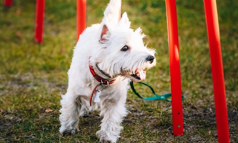 Westie training