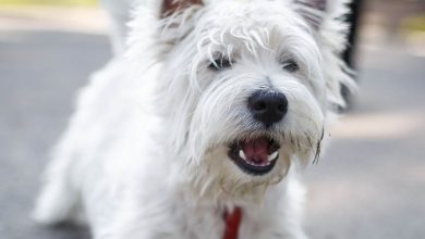 Barking Westie