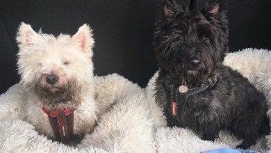 A Westie and Scotty