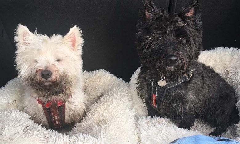 A Westie and Scotty