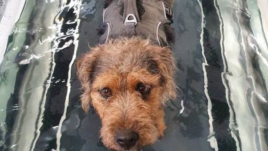 A dog using hydrotherapy for his ligament problems.