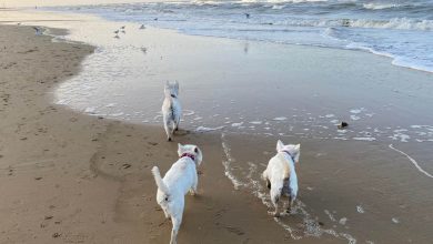 3 westies walking on the beach on a dog-friendly holiday.