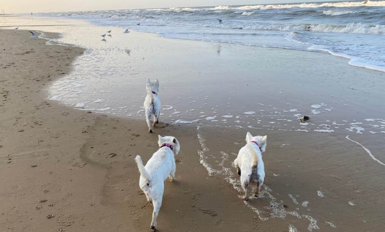 3 westies walking on the beach on a dog-friendly holiday.