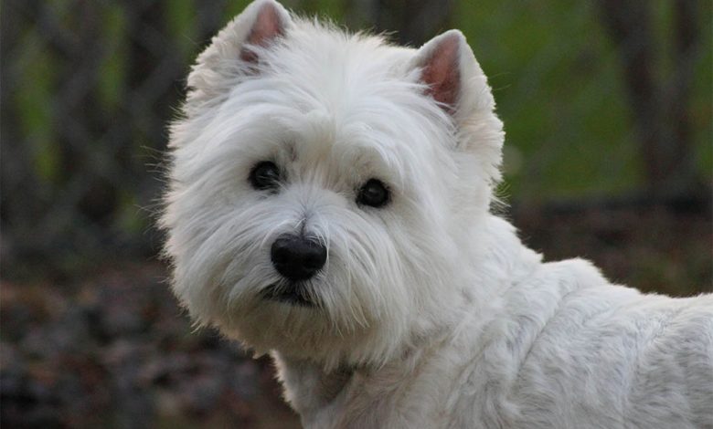 Westie photo