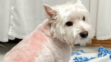 Photo of a Westie with a skin allergy.