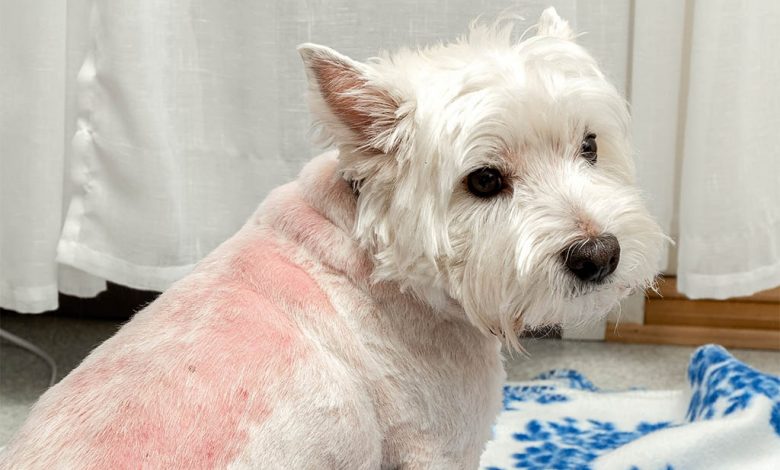 Photo of a Westie with a skin allergy.