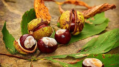 Conkers