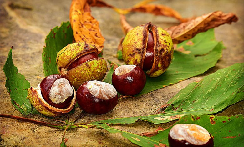 Conkers