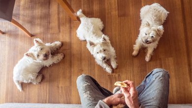 3 westies sat on the floor waiting for treats.