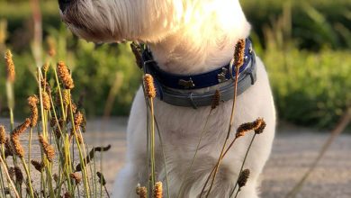 Westie looking