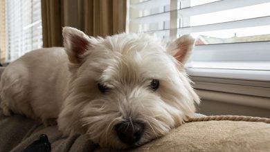 Westie on sofa