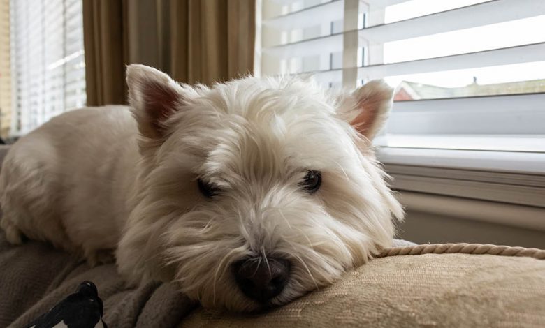 Westie on sofa