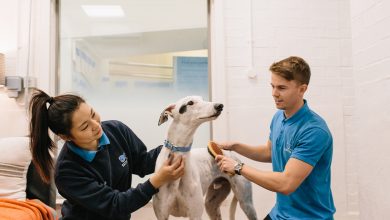 Vet with dog