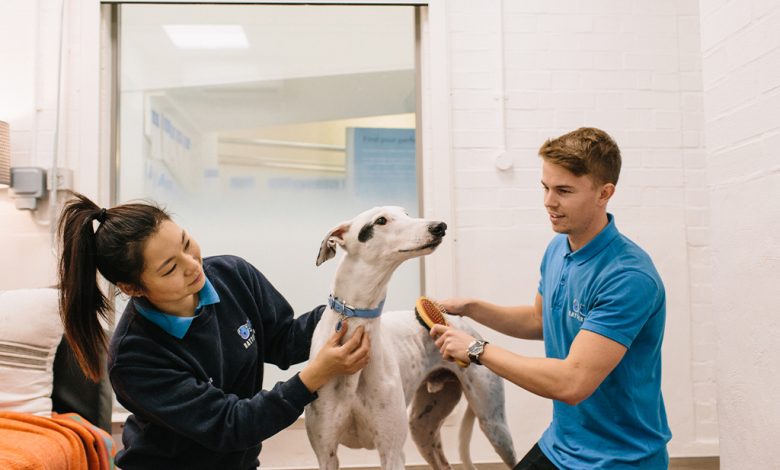 Vet with dog