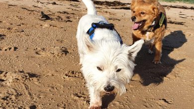 Westie on beach