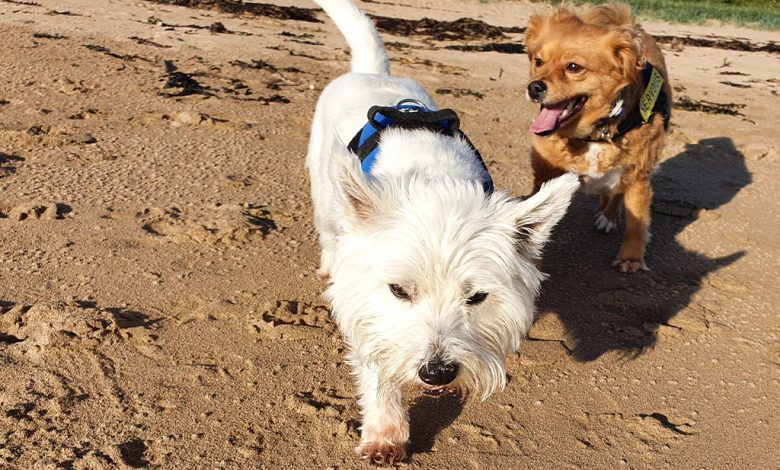 Westie on beach