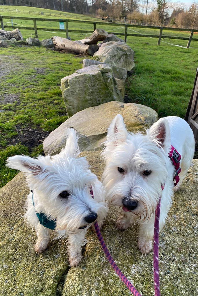 Westie clearance raw diet