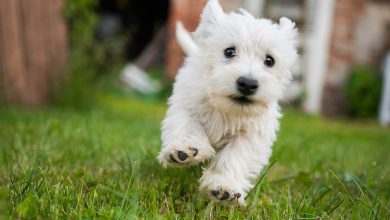 Running Westie