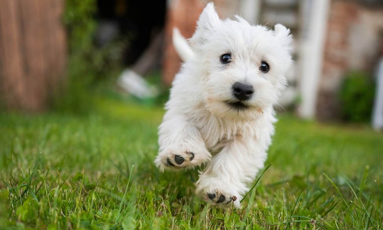 Running Westie