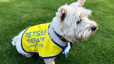Therapy Westie