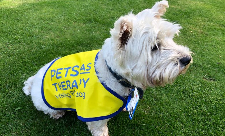 Therapy Westie