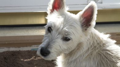 Westie over shoulder