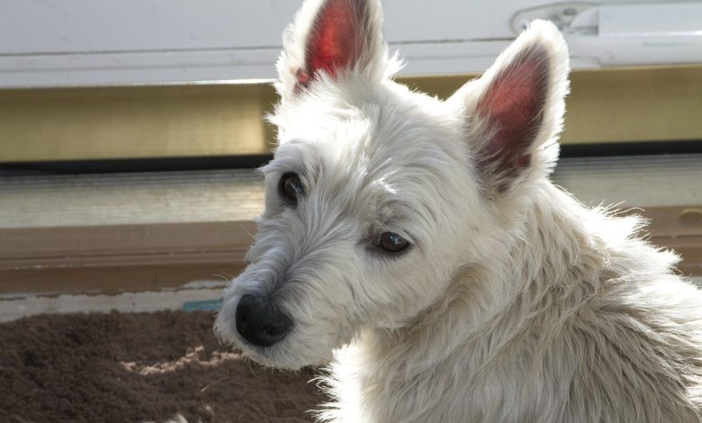 Westie over shoulder