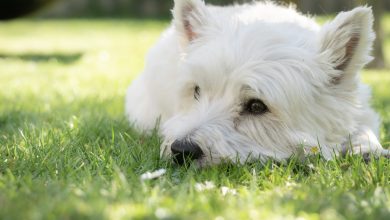 A westie laying on the grass in the sunshine.