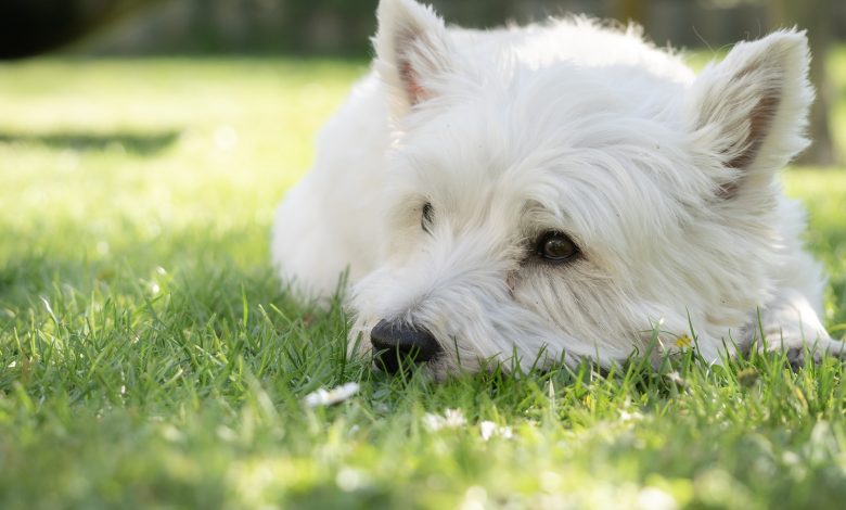 A westie laying on the grass in the sunshine.