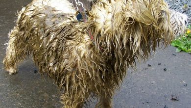 Muddy Westie