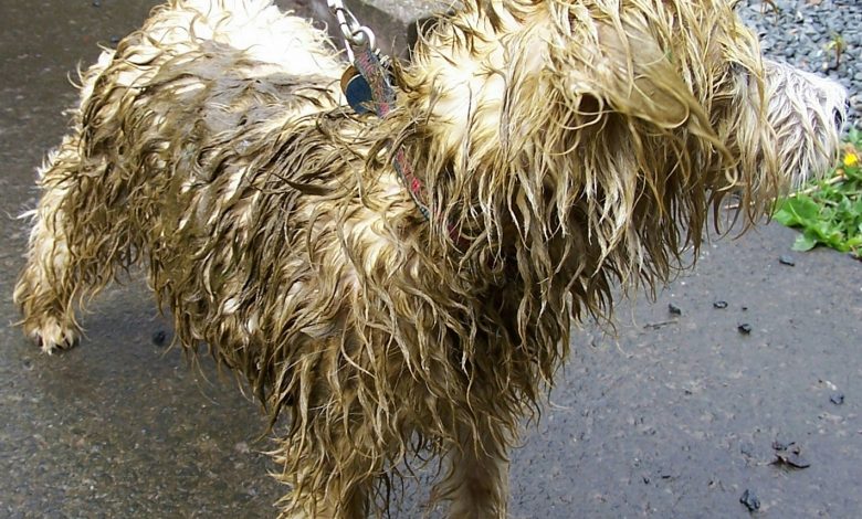 Muddy Westie