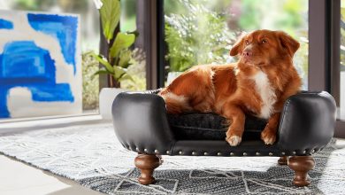 A dog sat on the perfect dog bed.