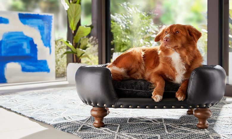 A dog sat on the perfect dog bed.