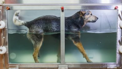 A dog having hydrotherapy.