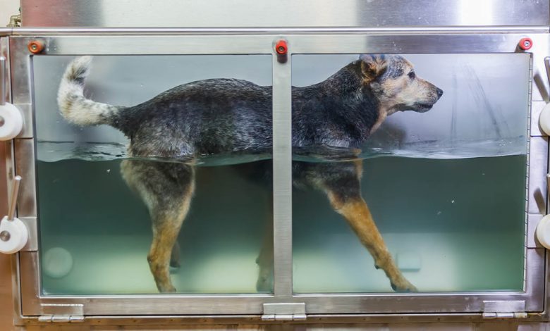 A dog having hydrotherapy.