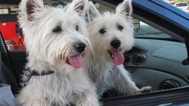 2 Westies in the car.