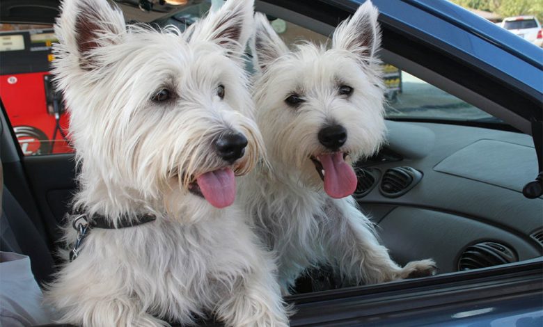 2 Westies in the car.