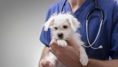 A westie being held by a vet.