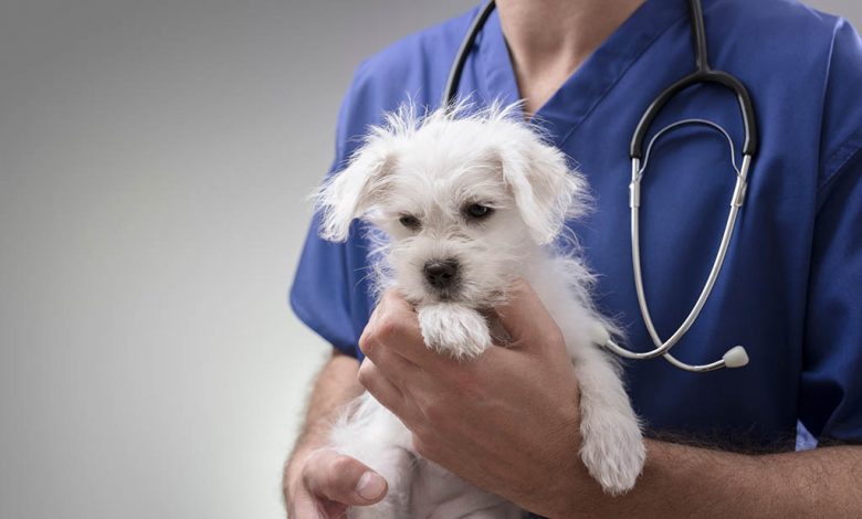 A westie being held by a vet.