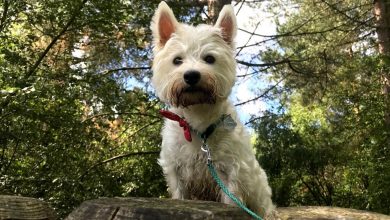 a Westie in the woods standing on a tree trunk.