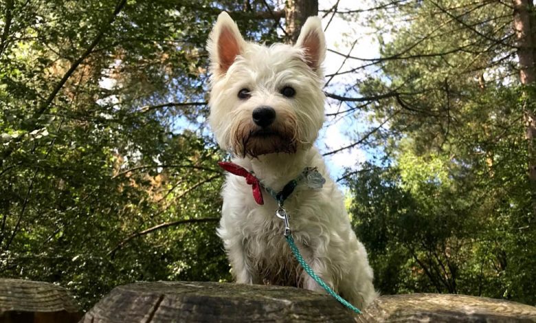 a Westie in the woods standing on a tree trunk.