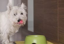 A dog licking it's lips with a bowl in a kitchen.