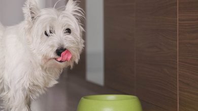 A dog licking it's lips with a bowl in a kitchen.