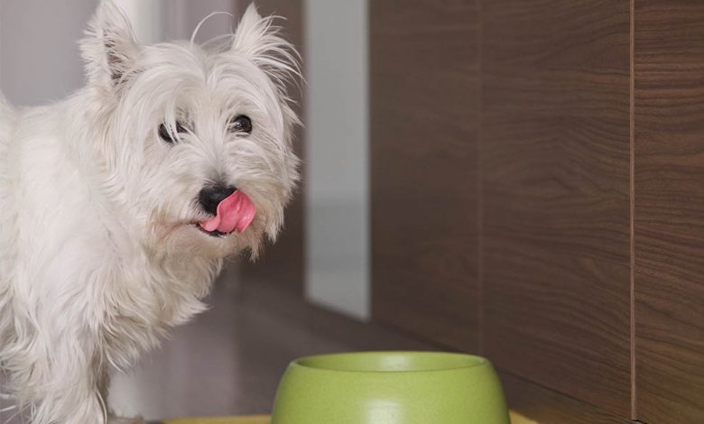 A dog licking it's lips with a bowl in a kitchen.