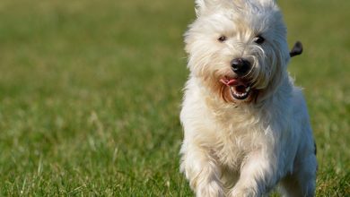 A running Westie