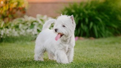 Westie in grass